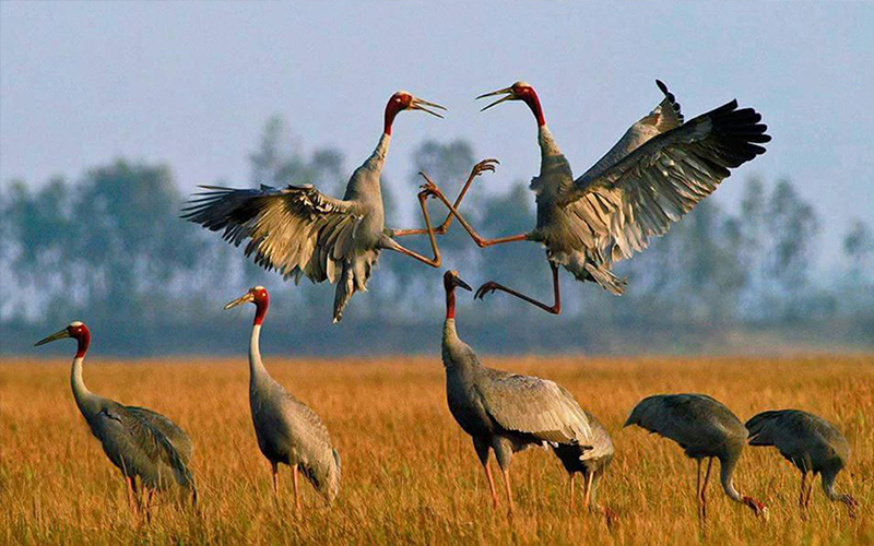 CRANES OF THE MEKONG TOUR SAMANEA BEACH RESORT & SPA
